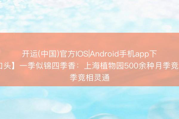 开运(中国)官方IOS|Android手机app下载 【口头】一季似锦四季香:上海植物园500余种月季竞相灵通